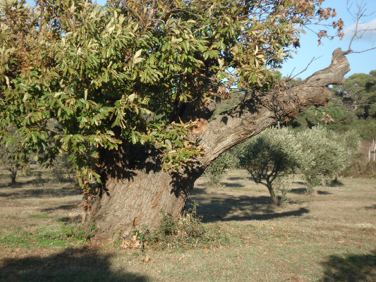 Le vieux Chataigner
